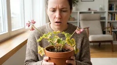 Ostitte kauniin kukan – ja viikon kuluttua se kuihtuu? Tässä on, mitä todella tapahtuu.