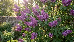 Voiko syreeniä katkaista – ja onko se totta, että se tekee kukinnasta rehevämmän?