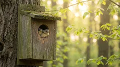 Halusimme auttaa lintuja, mutta tulos oli päinvastainen: vaarallisimmat virheet linnunpöntön rakentamisessa