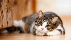 Muuttuuko kissan luonne iän myötä – ja mitä odottaa lemmikiltäsi