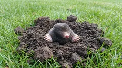 Molemmat tuhoavat nurmikon? 9 tapaa karkottaa ne vahingoittamatta maaperää