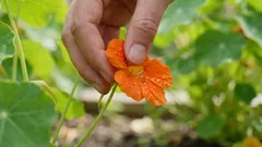 Tämä puutarhan kukka on syötävä – ja se on todella maukas.