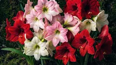Hippeastrum kotona: miten istuttaa ja hoitaa, jotta se kukkii suurilla kukilla
