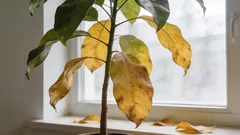 Miksi kasvi pudottaa lehtiä? Näin selvität todellisen syyn minuutissa