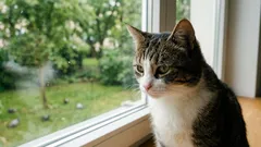 Monet pitävät kissoja vain kotona, mutta lähes kukaan ei huomaa, mitä niille tapahtuu muutaman vuoden kuluttua.